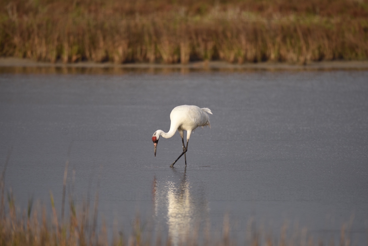 Image of Whooping Crane in shallow water