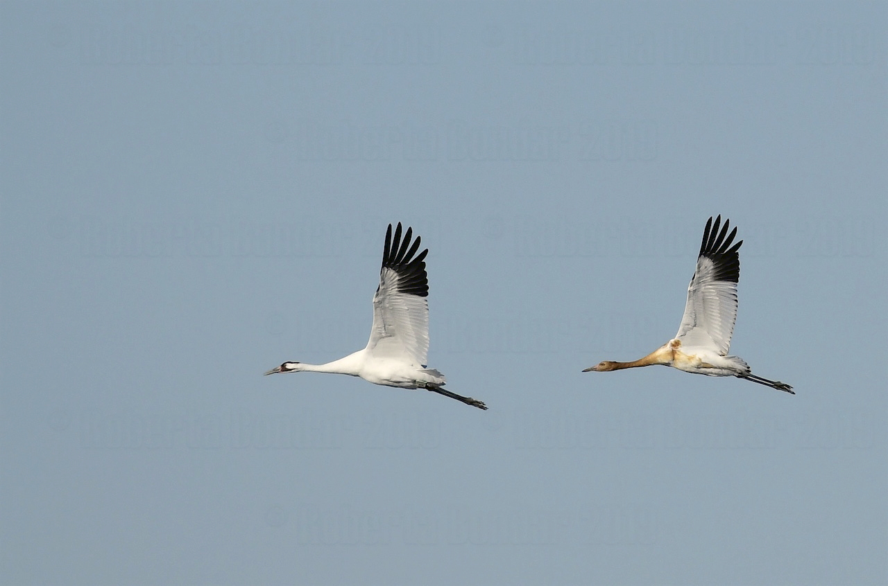 Image of two Whooping Cranes flying