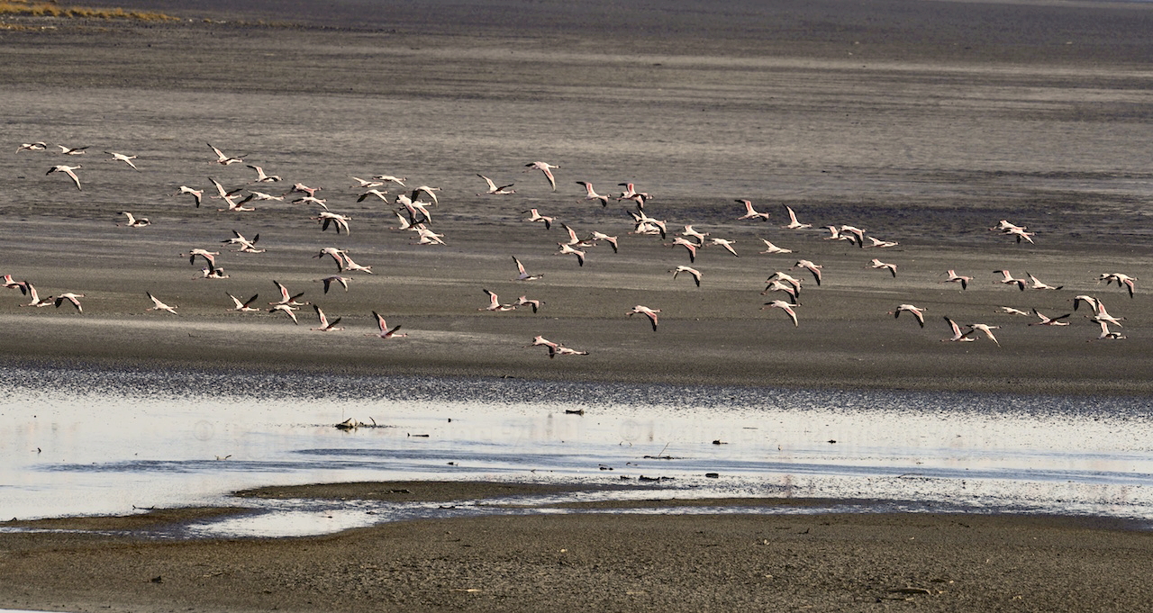Image of pink birds flying over water