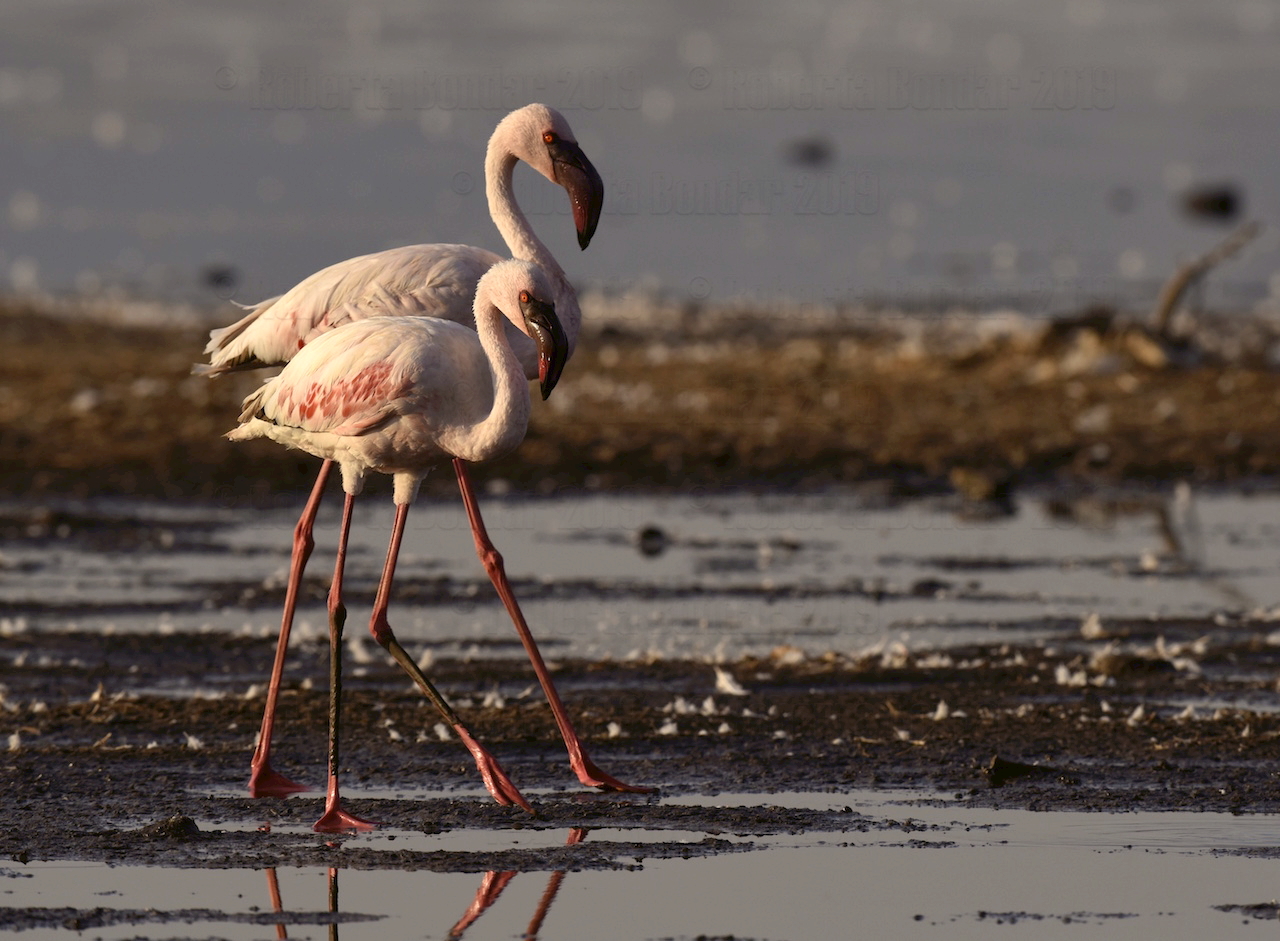 Image of two flamingos in shallow water