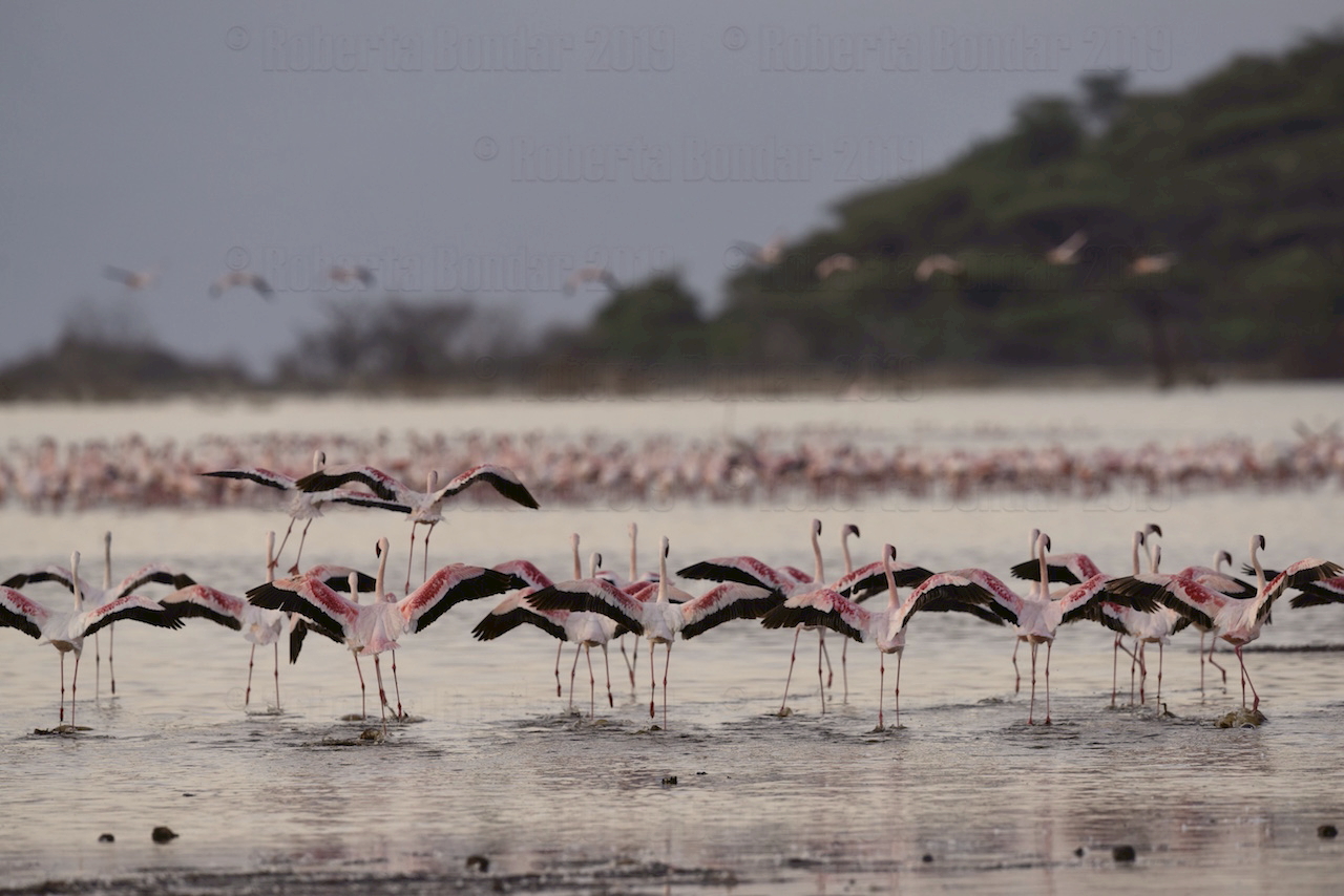 Image of a long line of flamingos taking off from lake