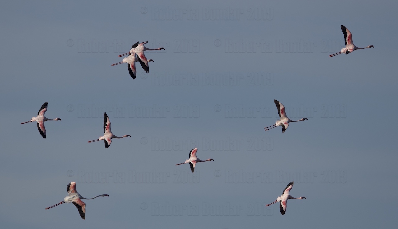 Image of pink flamingos flying against blue sky