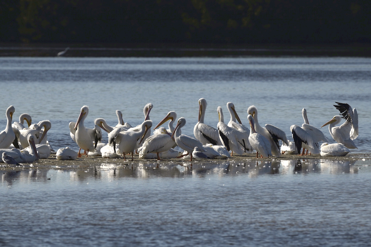 Image of white pelican birds