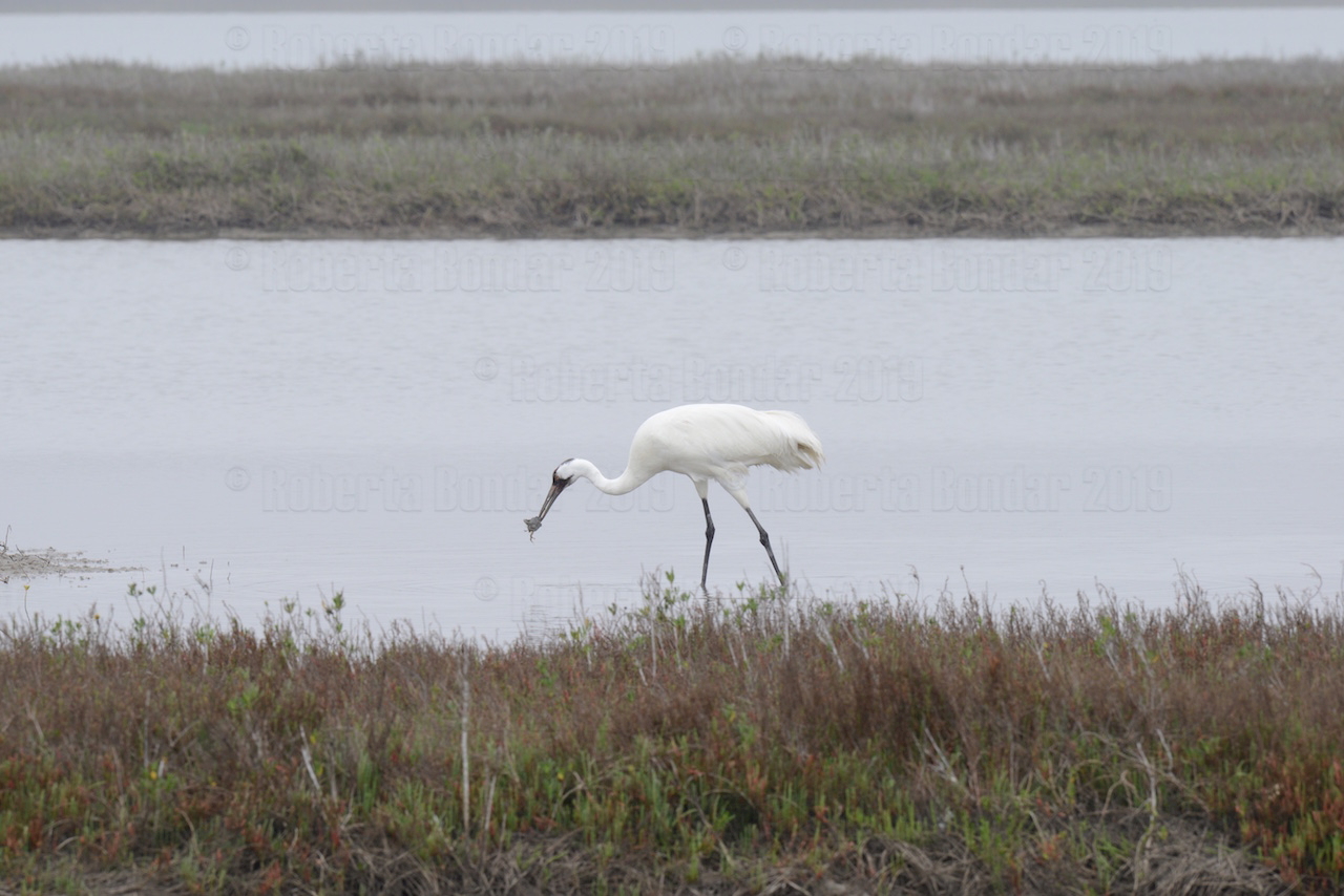 Image of Whooping Crane eating a crab