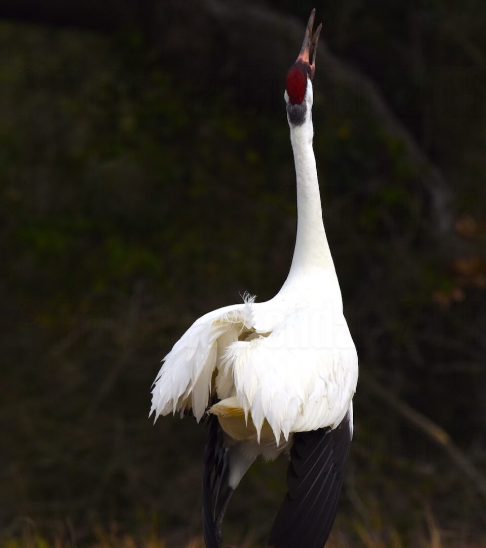 Image of a white Whooping Crane calling
