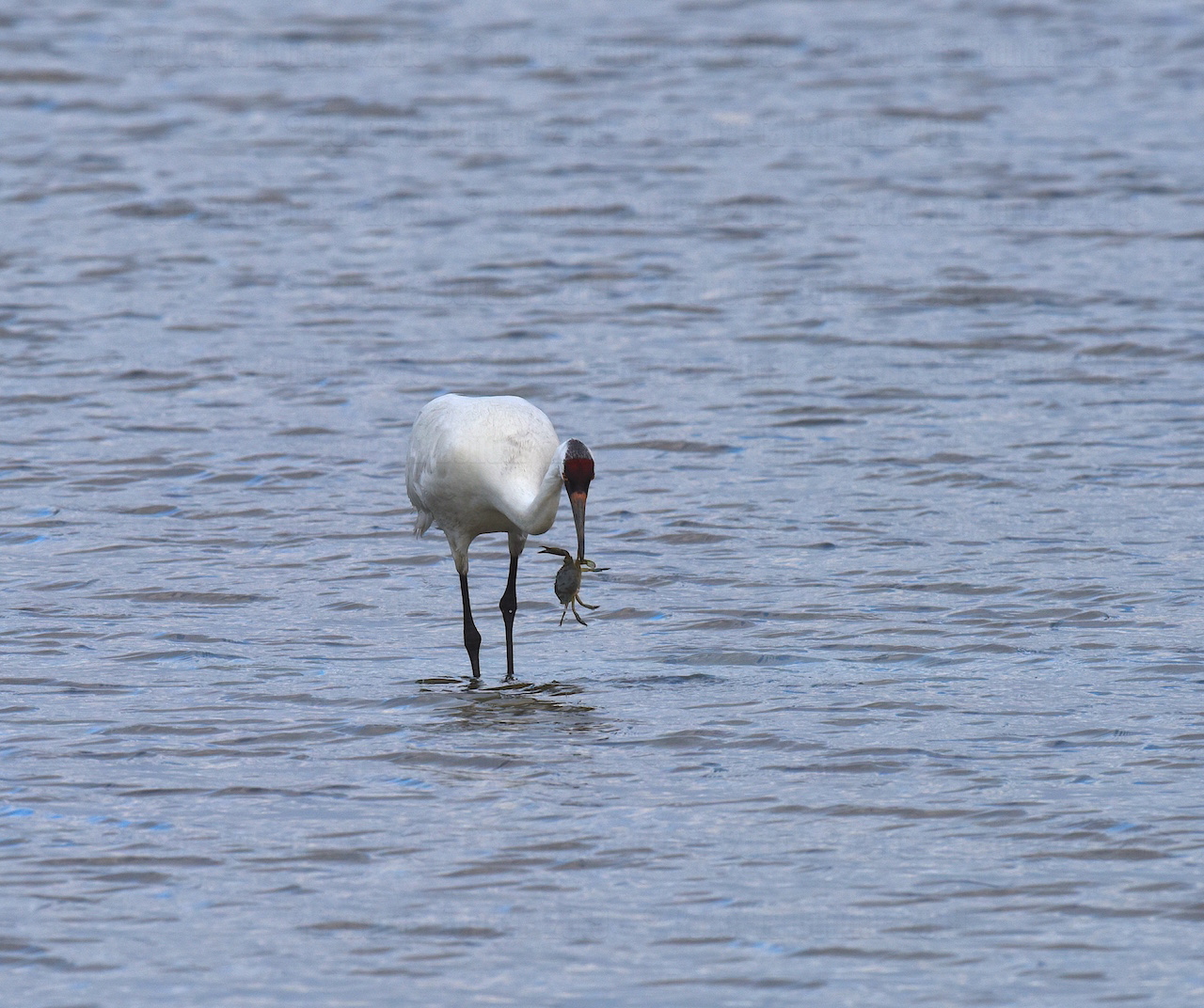 Image of whooping crane in water with crab