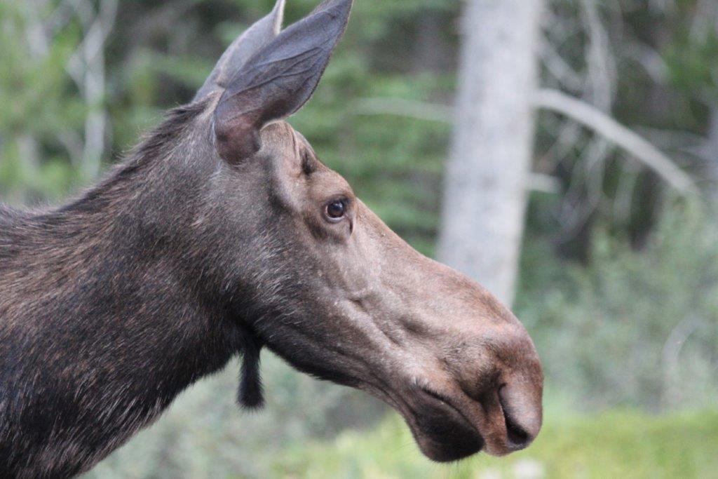 An image of a moose's face in profile