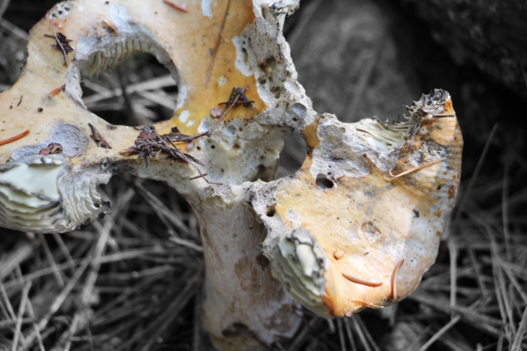 Image of decaying mushroom