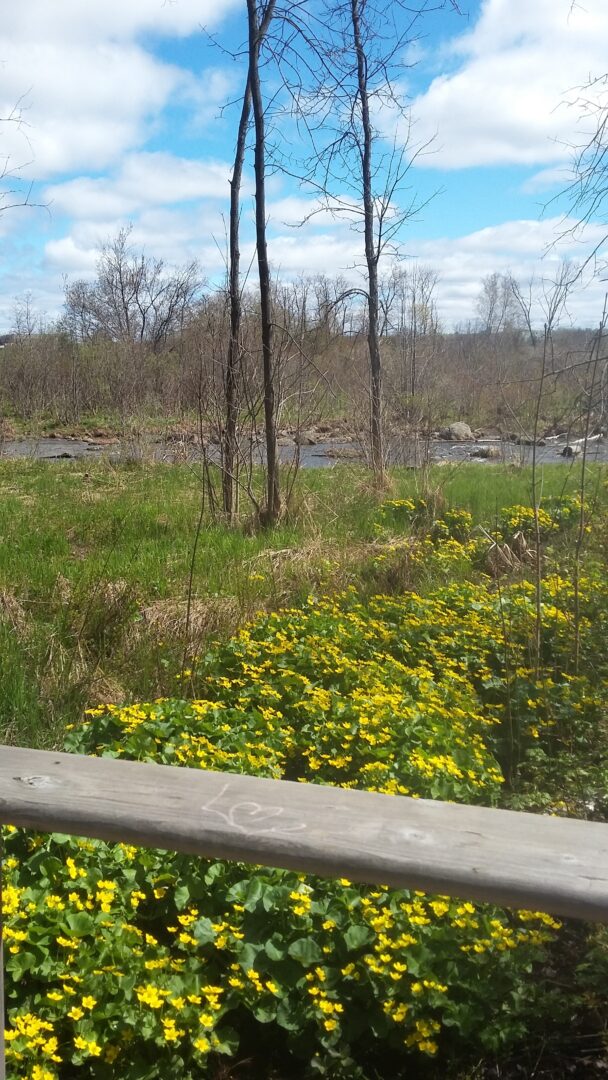 Image of yellow flowers in front of river