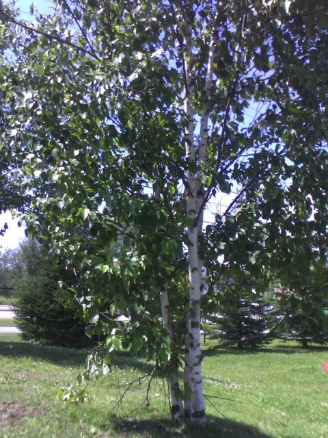 Image of birch tree in grass