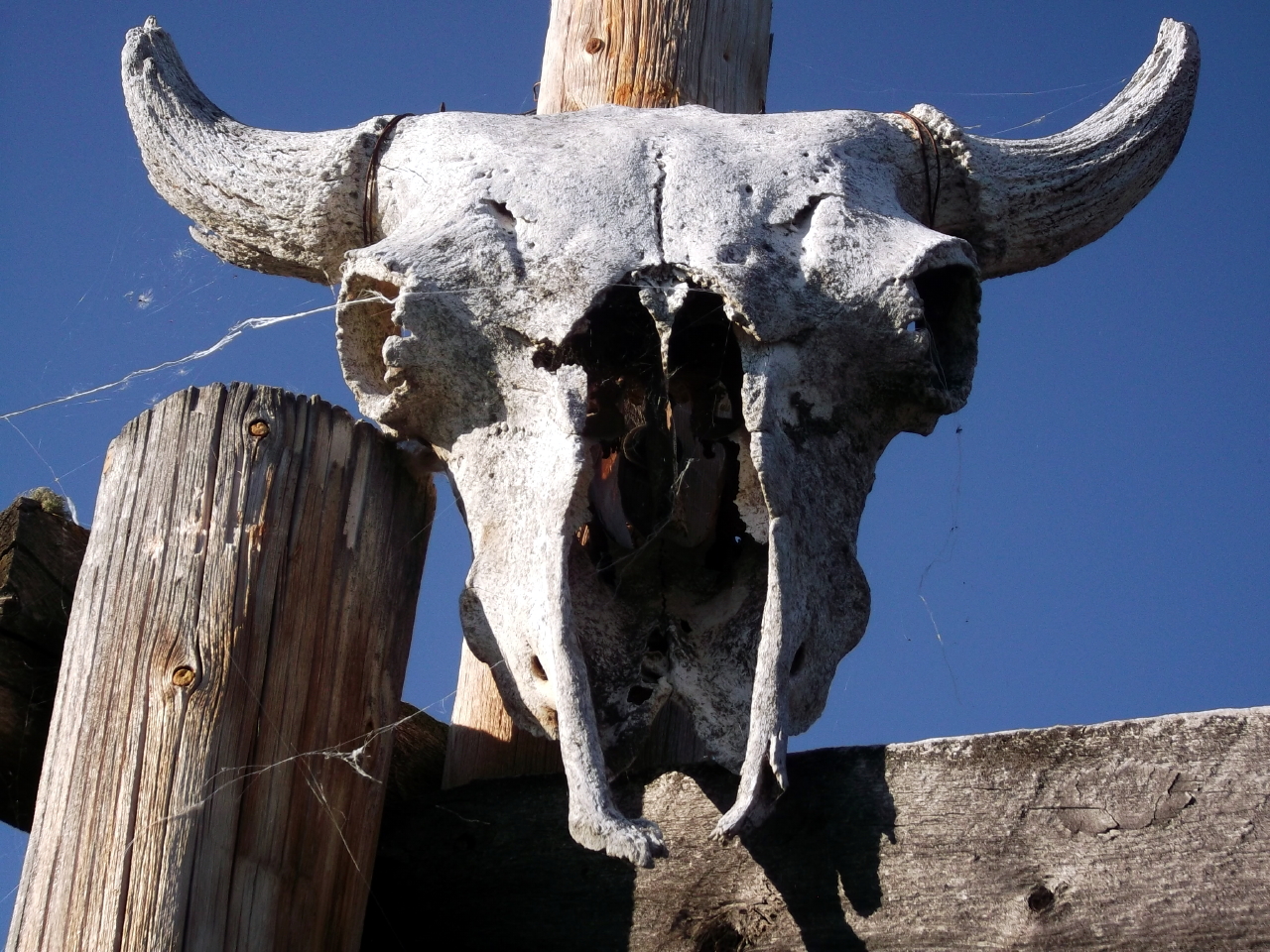 First Place Ruby Winner – “Buffalo Skull” by Jimmy-Joe Drybones