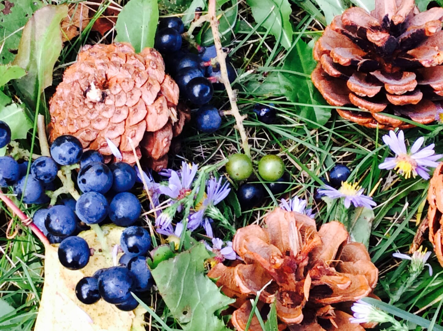 Image of berries and pinecones on the ground