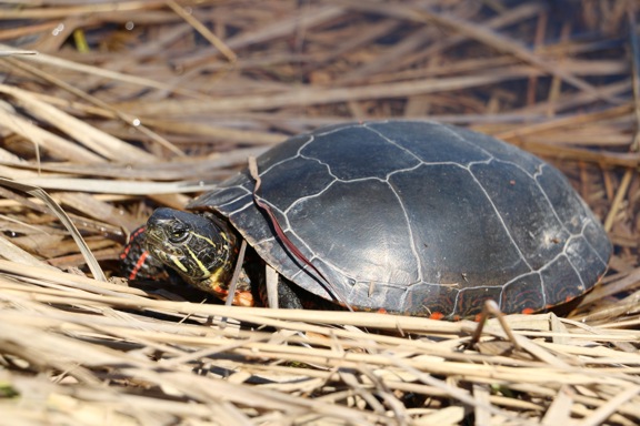 Image of a turtle in dried reeds