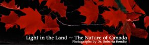 Light in the Land Bookmark with red maple leaves