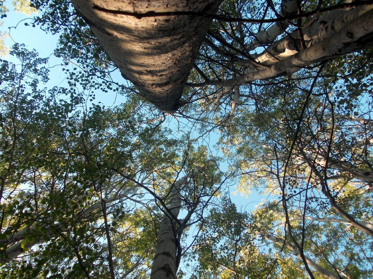 First Place Sapphire Wilderness Bondar Challenge – “Toppity Trees” by Mackenzie Rylee Bulldog