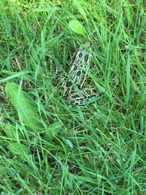 Image of a leopard frog in the grass