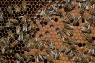 Image of bees in an artificial hive