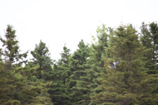 Image of a great blue heron flying in forest