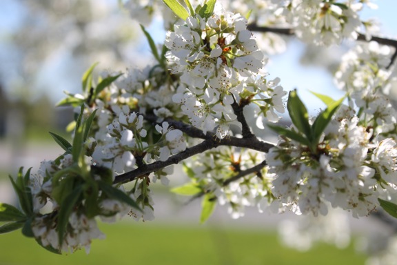 Image of a tree branch with white flowers