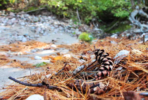 Image of pinecones on the ground