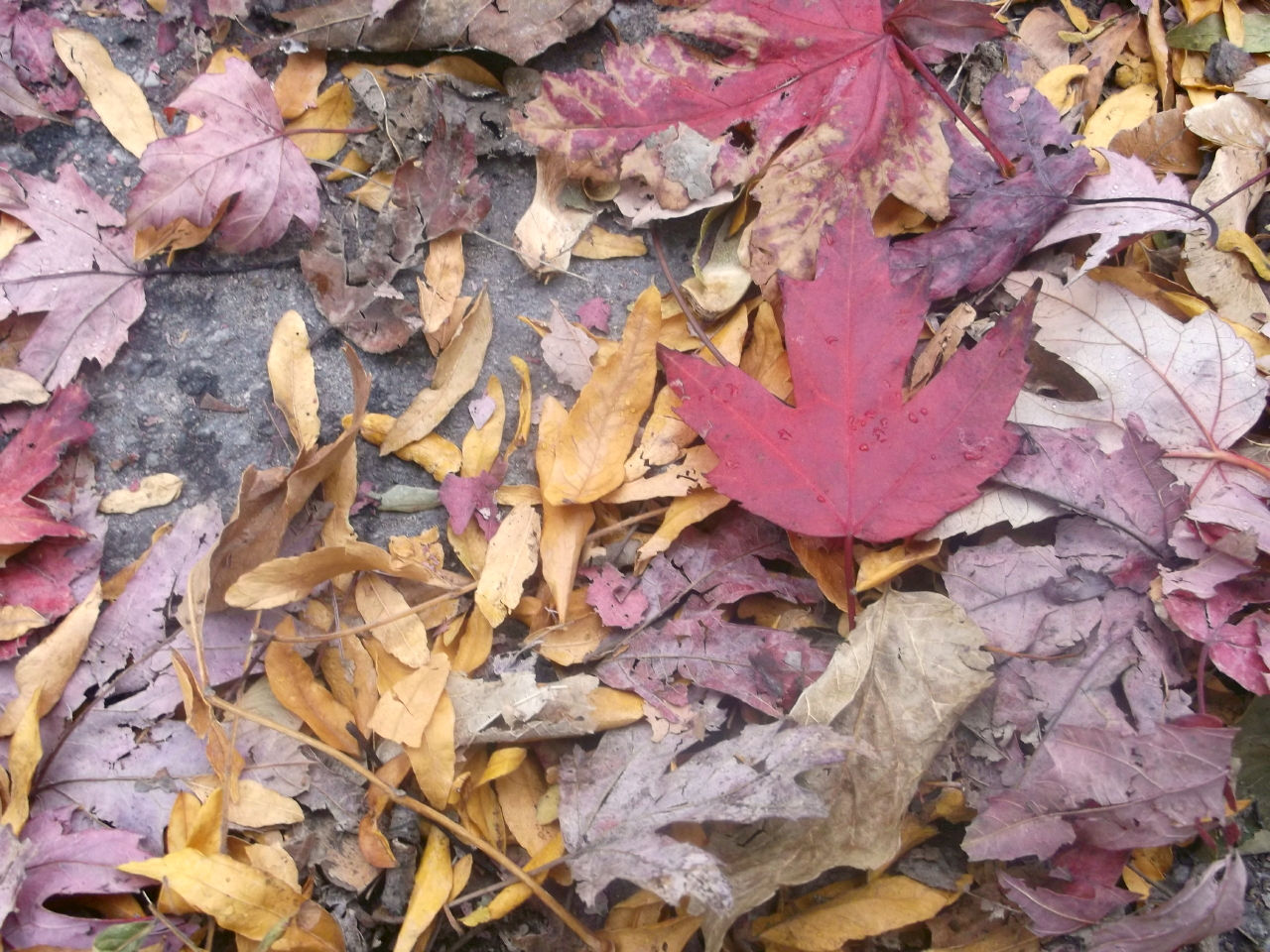 Parkdale Bondar Challenge Runner-up: Ruby – “Leaf on Leaves” by Nirvana S