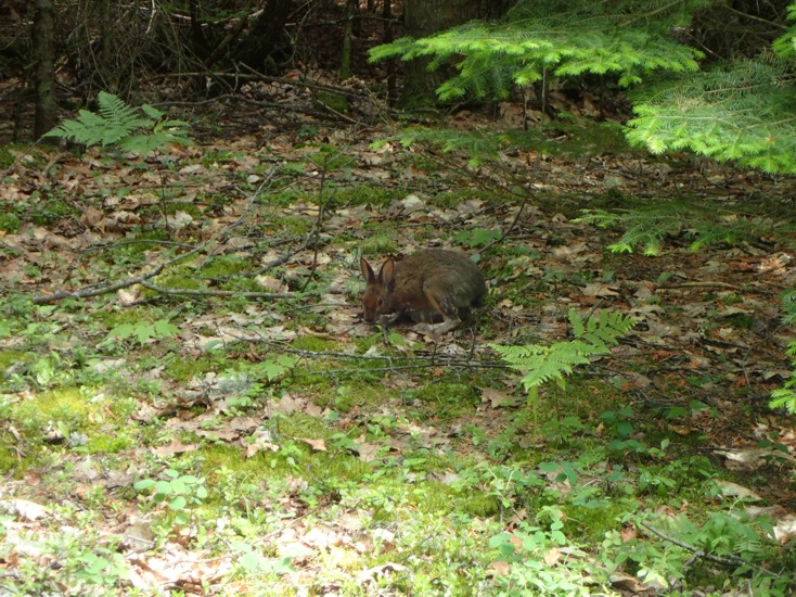 Image of a rabbit on forest floor