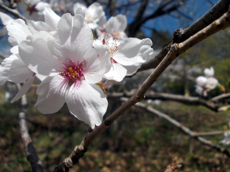 Winner Parkdale Sapphire Level and Best Overall – “Blooming Sakura” by Himani Sangamesh
