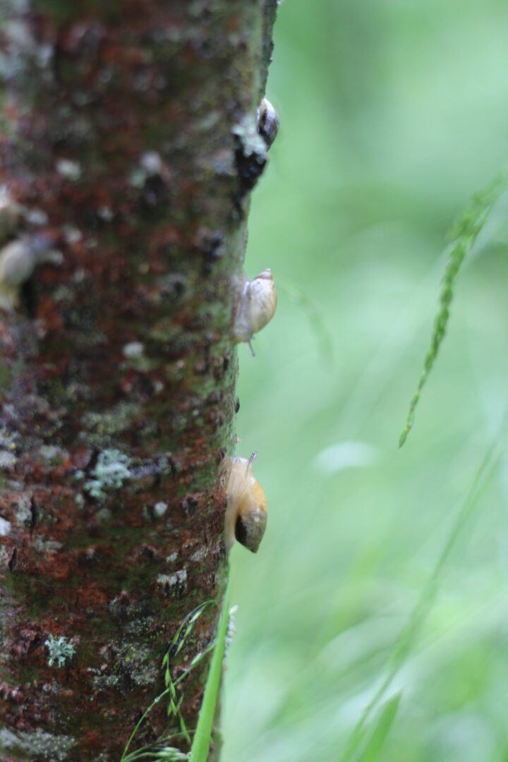 Image of snails on tree trunk