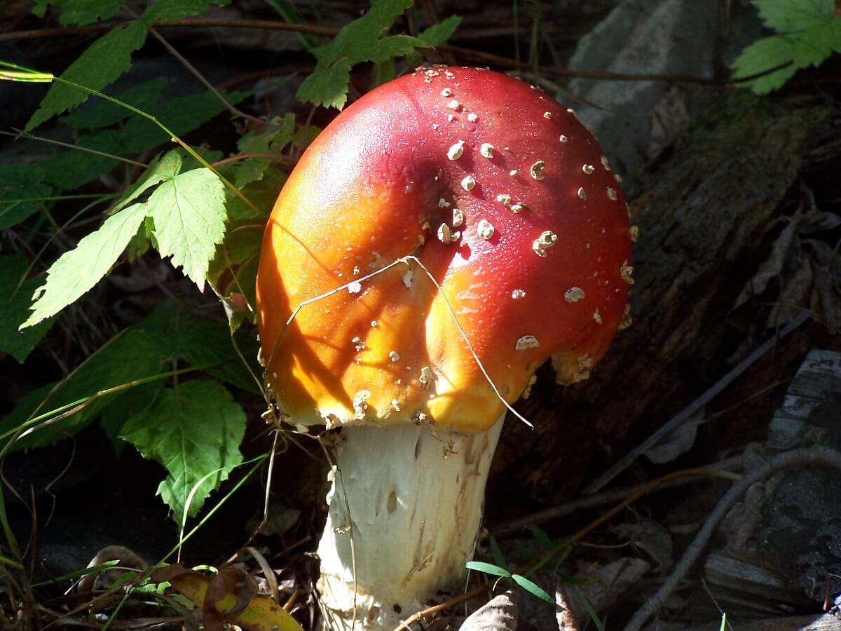 Image of a red and orange mushroom with a white stalk