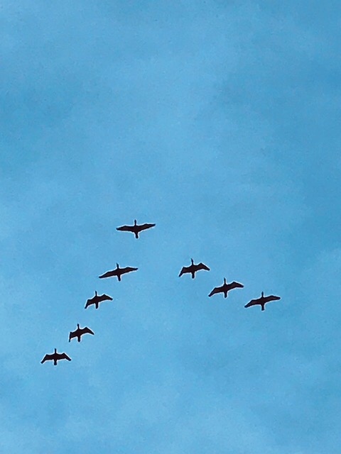Image of geese flying in a v