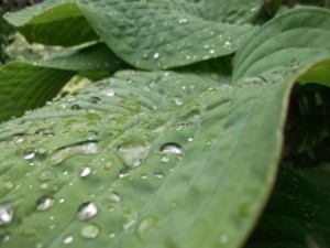 Honourable Mention Intermediate – “Raindrops on a Leaf” – Ines Loranca Delago