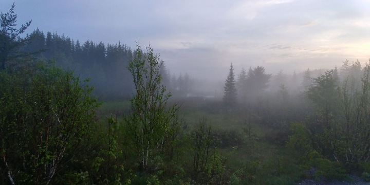 Image of a marshland in the mist