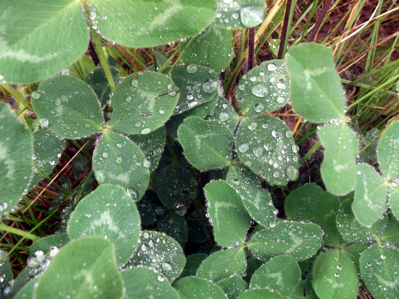 Honourable Mention Sapphire Wilderness Bondar Challenge – “Three Leaf Clovers And Raindrops” by Sebastian Roberts
