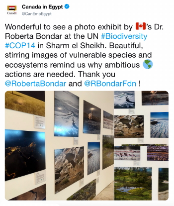 Screenshot of Tweet from Canadian Embassy in Egypt