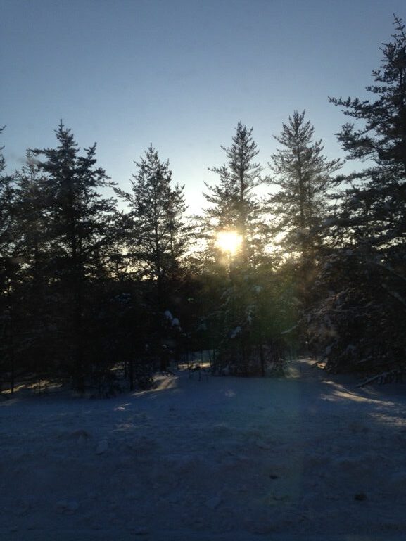 Image of sun through evergreen treeline