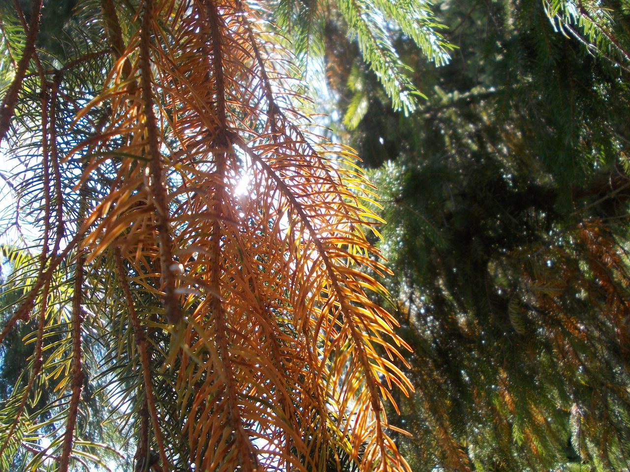 The Bondar Challenge Honourable Mention: Emerald – “A Pine Tree” by Logan Delaney.