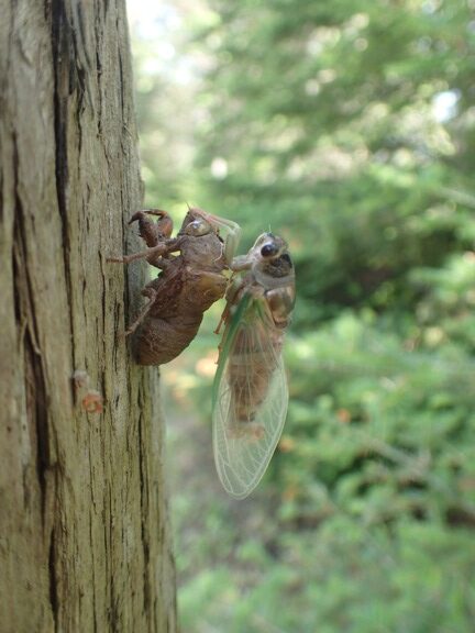 Image of a cicada emerging from old shell on tree trunk