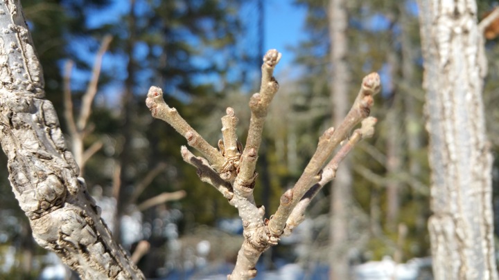 Image of buds on a tree branch