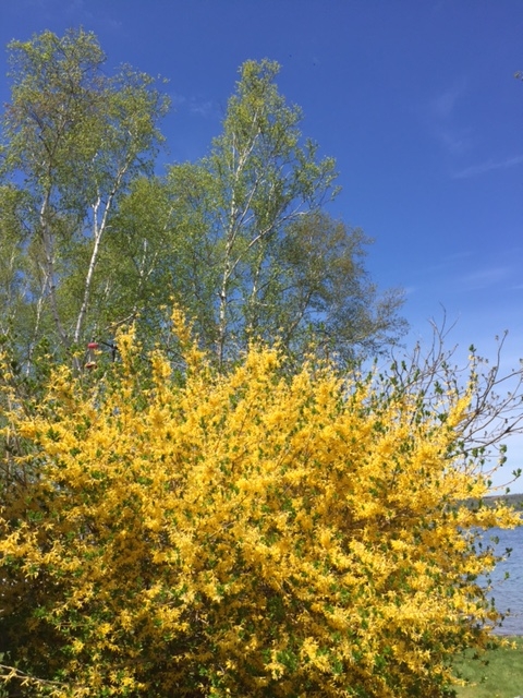Image of a yellow bush