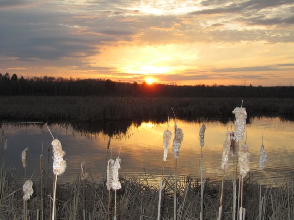 Image of sunset over a pond with rushes in the foreground