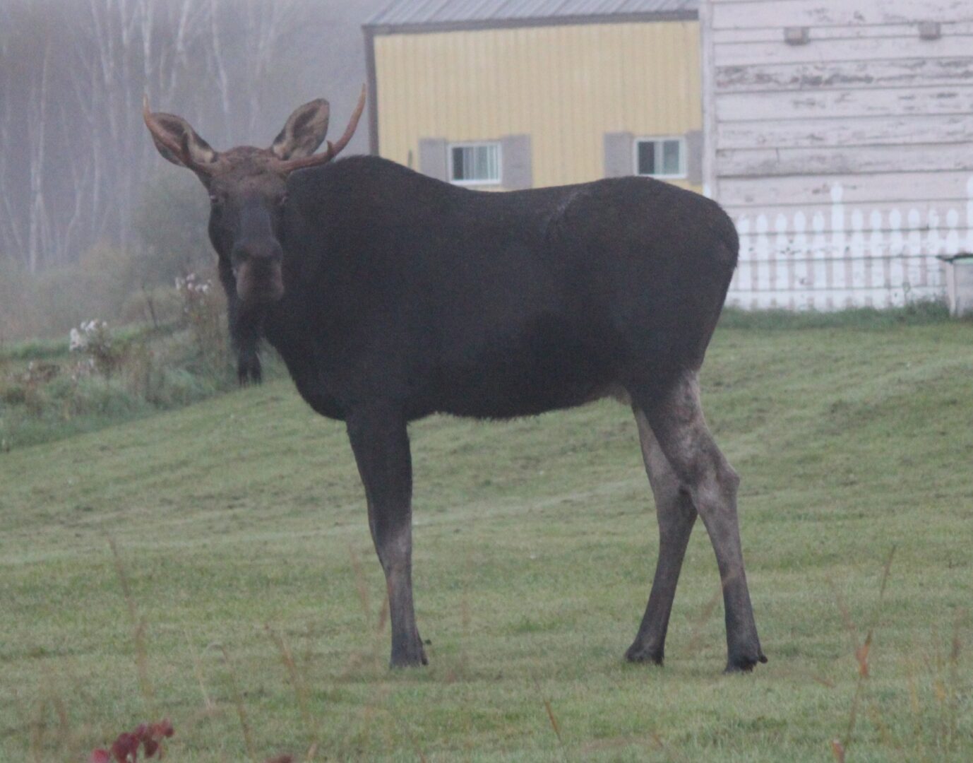 Image of a moose on a lawn