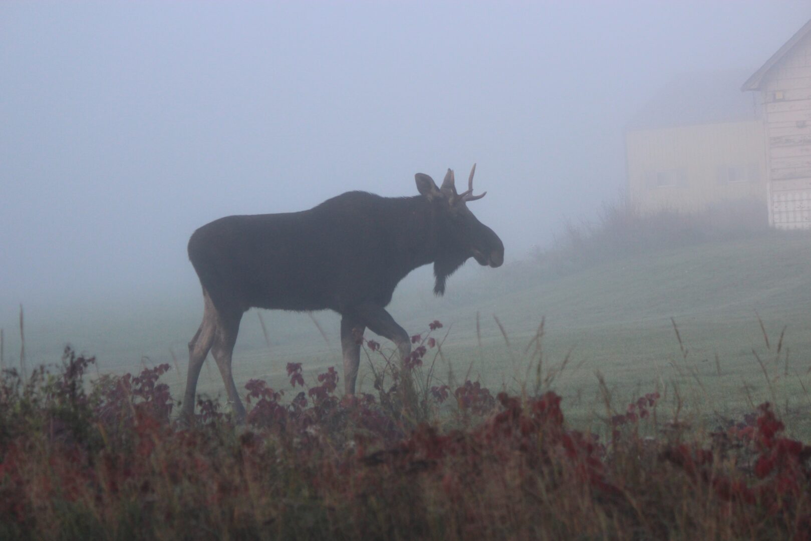 Image of a moose in mist