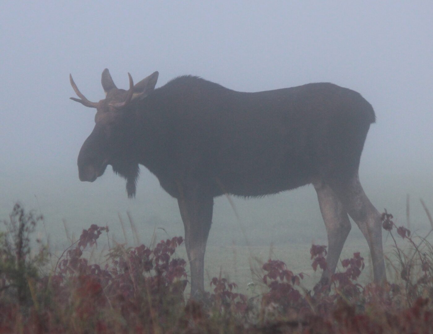 Image of a moose in the mist