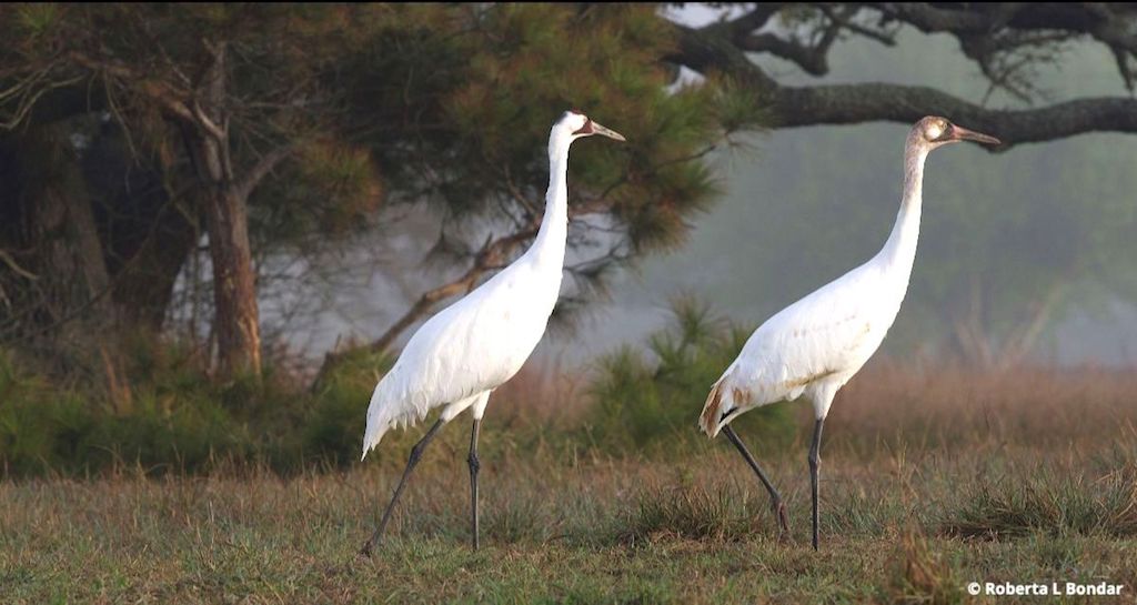 Image of two Whooping Cranes