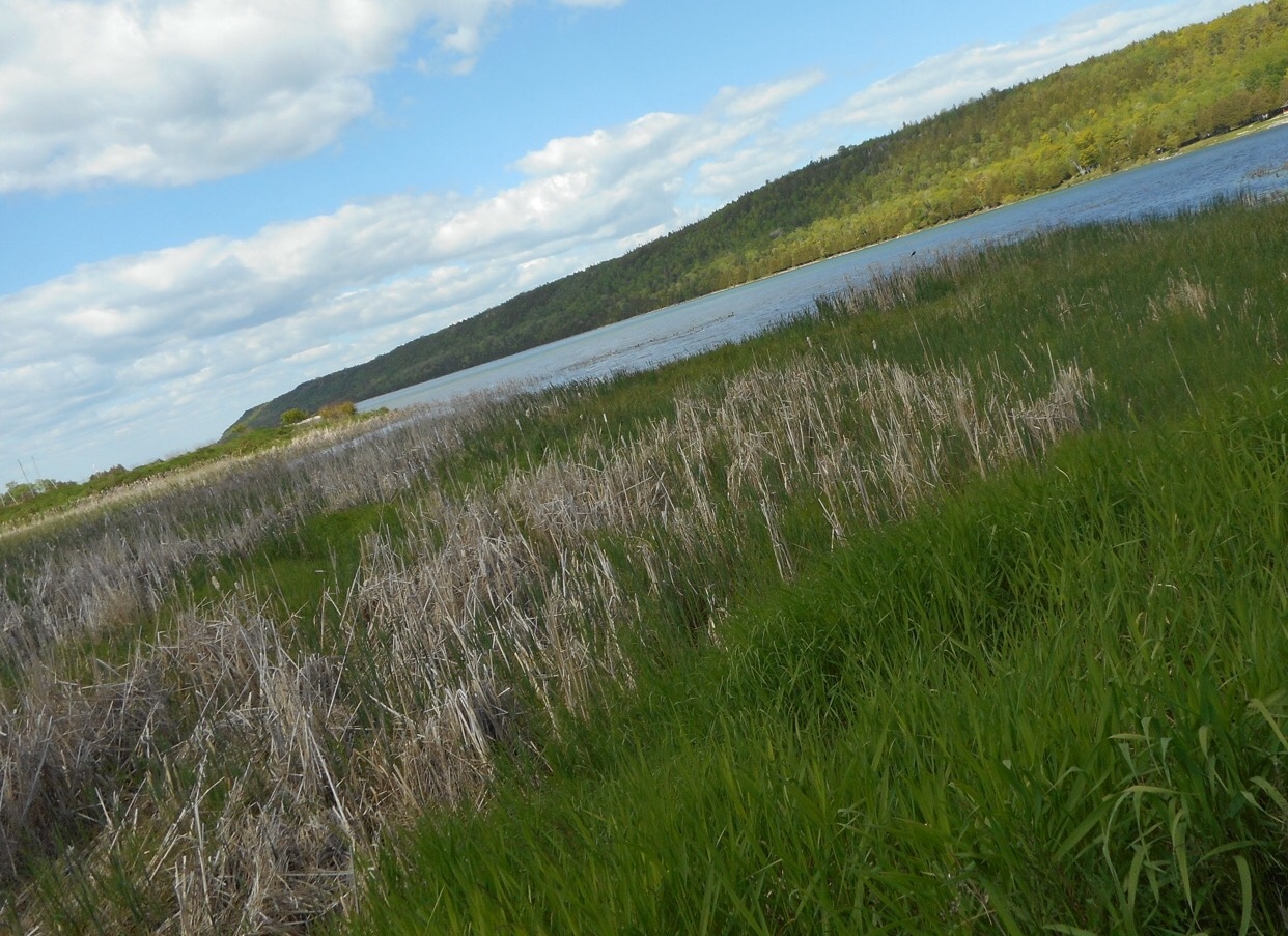 Image of wetland on edge of water taken at a tilt angle