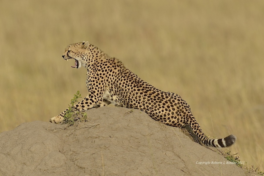 Image of a cheetah on a mound