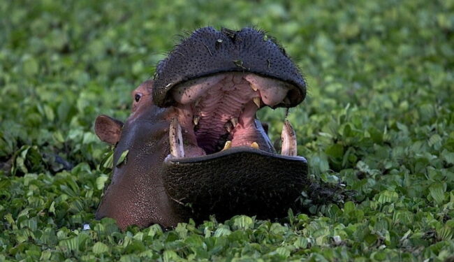 Image of a hippo with its mouth open