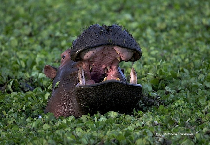 Image of a hippo with its mouth open