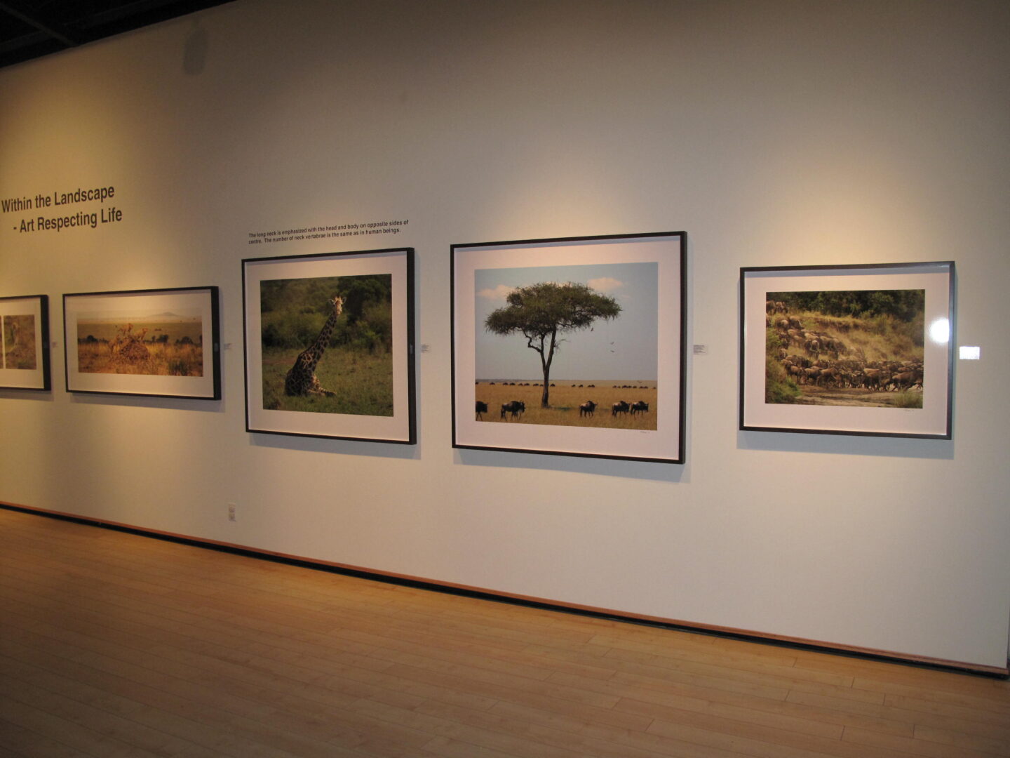Image of TELE in a gallery
