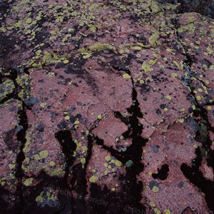 Image of lichen on rock
